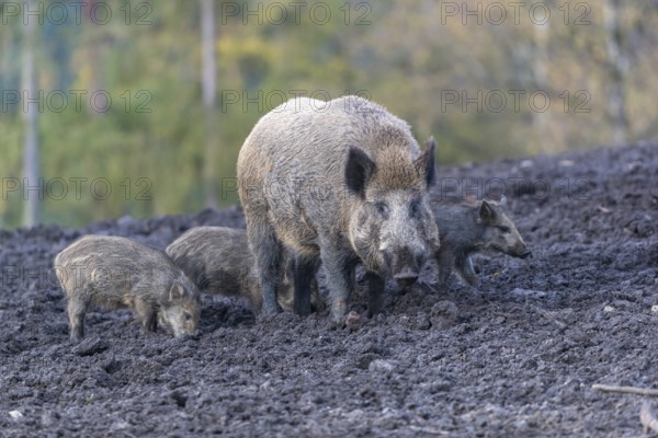 One adult female wild boar or wild pig (Sus scrofa), with a group of young piglets standing on a muddy opening searching for food, with an autumnal colored forest in the background