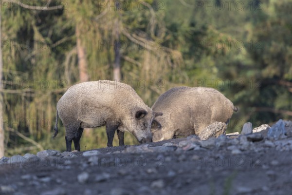 Two adult wild boar or wild pig (Sus scrofa) walking over an opening with a forest in first autumnal colours in the background