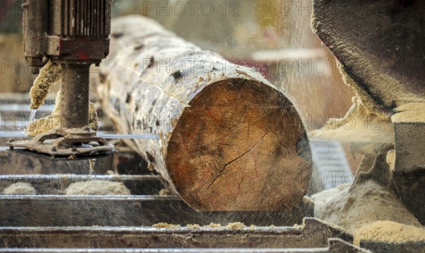 Solingen, North Rhine-Westphalia, Germany - Spruce logs, here spruce wood infested by bark beetles, beetle wood, is processed into construction timber, construction timber is scarce and expensive, carpentries and joineries are struggling with rapidly rising raw timber prices in times of the corona crisis, large quantities of logs are exported to China and the USA