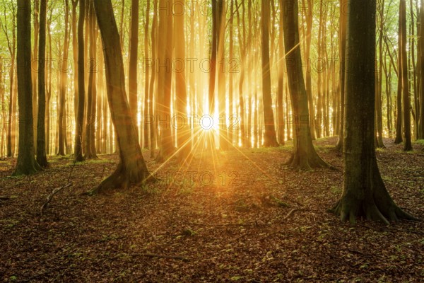 The setting sun shines brightly through a near-natural beech forest (Fagus sp.), Stubnitz forest area, Jasmund National Park, Rügen Island, Mecklenburg-Western Pomerania, Germany, Europe