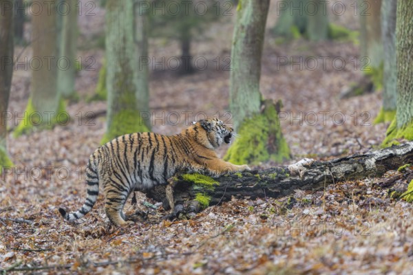 One young female Siberian Tiger, Panthera tigris altaica, sharpening its claws on a dead tree trunk in a forest