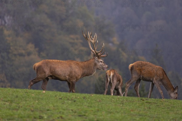 One Red Deer stag (Cervus elaphus) at the rutting season, walking and calling on a green meadow. Some does nearby and a forest in fall foliage in the background