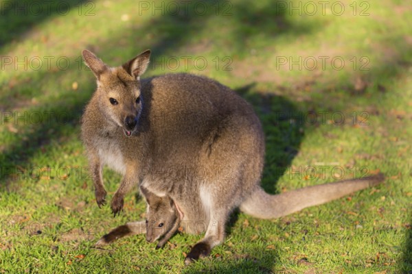 Red-necked wallaby or Bennett's wallaby (Macropus rufogriseus) with cub in her pouch, sits on a green meadow