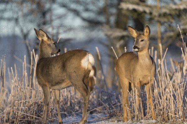 Roe deer standing in hoar frosted dead stinging nettle at minus 15 °C at sunrise. Trees and dead stinging nettle in background