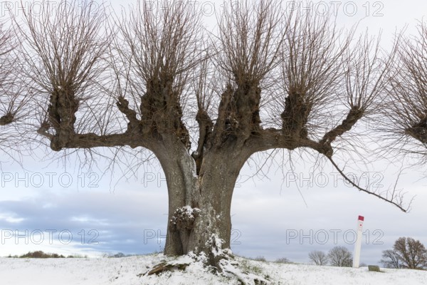 Trellised Tilia × europaea (Tilia) on the Festonallee at Bothmer Castle in the snow, Klütz, Mecklenburg-Western Pomerania, Germany, Europe