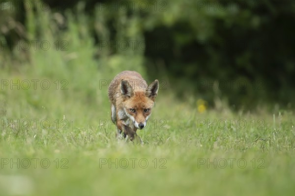 Red fox (Vulpes vulpes) adult animal in grassland countryside in the summer, England, United Kingdom, Europe