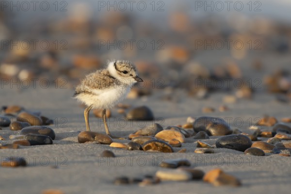 Ringed plover (Charadrius hiaticula) juvenile baby chick wading bird on a beach in summer, England, United Kingdom, Europe