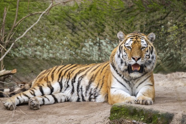 Siberian tiger (Panthera tigris tigris) lying in a forest, captive, incidence in Russia and Northeast China