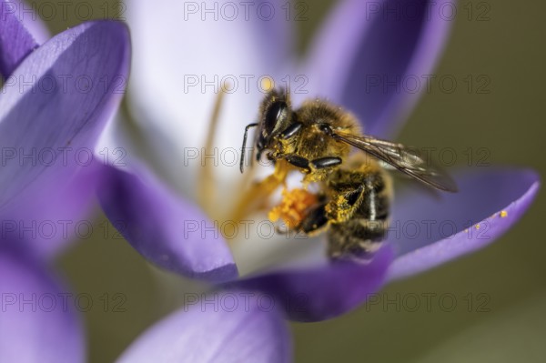 Elfin crocus (Crocus tommasinianus) with honey bee (Apis mellifera), Emsland, Lower Saxony, Germany, Europe