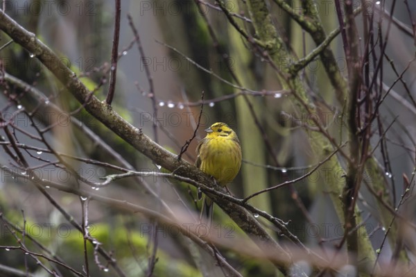 Yellowhammer (Emberiza citrinella) on a branch, Bavaria, Germany, Europe