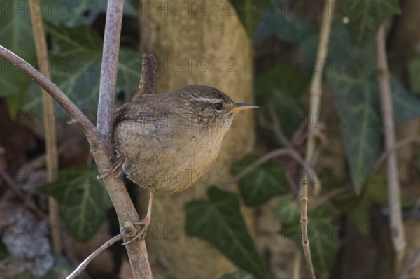 A wren (Troglodytes troglodytes) sitting sideways on a branch, embedded in green foliage, Hesse, Germany, Europe