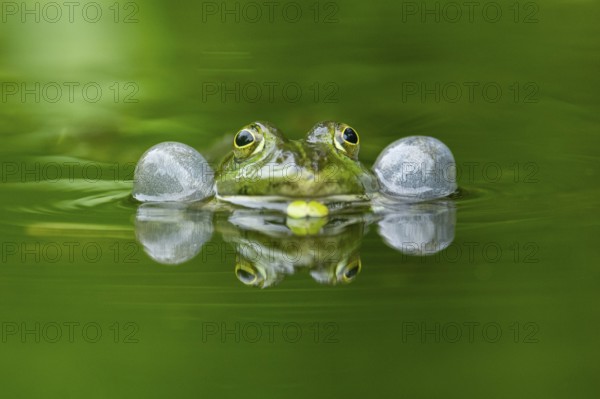 Edible frog (Pelophylax esculentus) in a little lake in the water, Bavaria, Germany, Europe