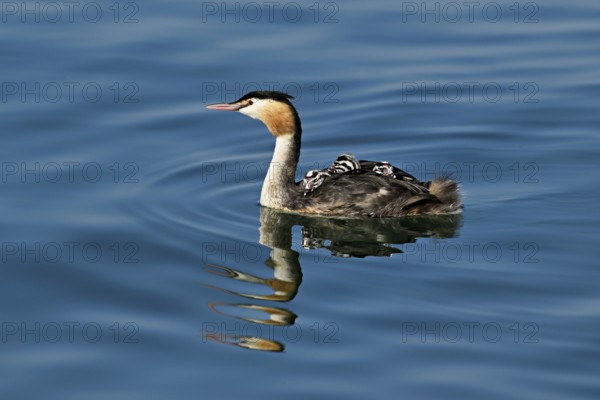 Great Crested Grebe (Podiceps Scalloped ribbonfish), with three chicks in plumage swimming in the water, Lake Zug, Kanon Zug, Switzerland, Europe