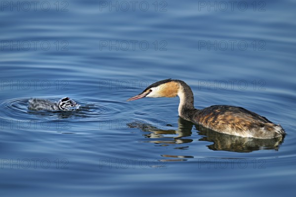 Great crested grebe (Podiceps scalloped ribbonfish) feeding its offspring, Lake Zug, Canton Zug, Switzerland, Europe