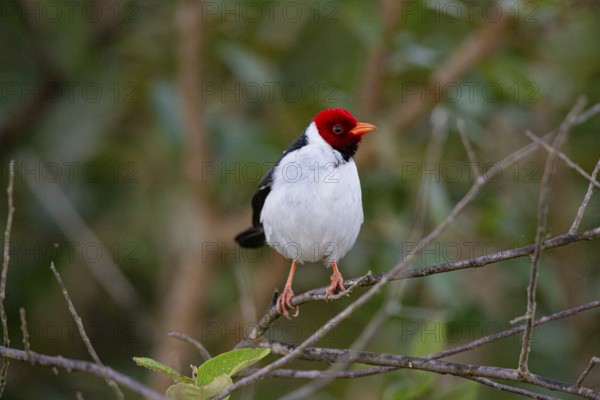 Mantled cardinal (Paroaria capitata) Pantanal Brazil