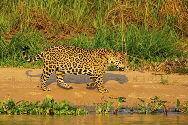 Jaguar (Panthera onca) Pantanal Brazil