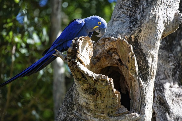 Hyacinth Macaw (Anodorhynchus hyacinthinus) Pantanal Brazil
