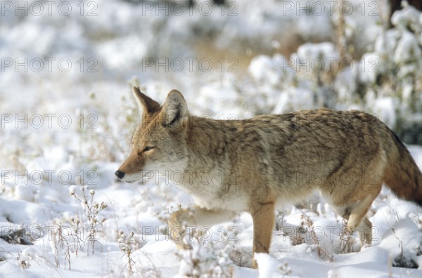 Coyote. Canis latrans. Coyote standing on a snow-covered meadow and watching. Rocky Mountains national park. Colorado state. USA