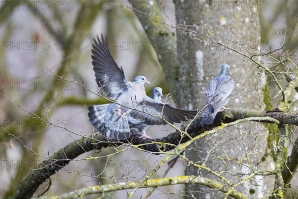 Stock Dove (Columba oenas) Germany