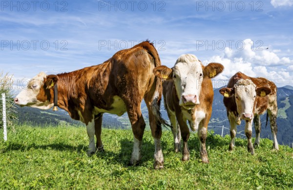 Three calves (Bos primigenius taurus), cows on an alpine meadow, Simmental cattle, Hochbrixen, Brixen im Thale, Tyrol, Austria, Europe