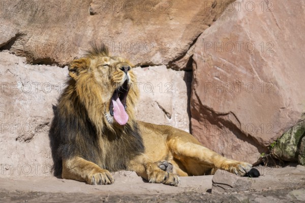Asiatic lion (Panthera leo persica) male on a sunny day in the dessert, captive, habitat in India