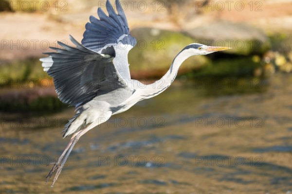 Grey heron (Ardea cinerea) flying at the shore of a lake, wildlife, Bavaria, Germany, Europe