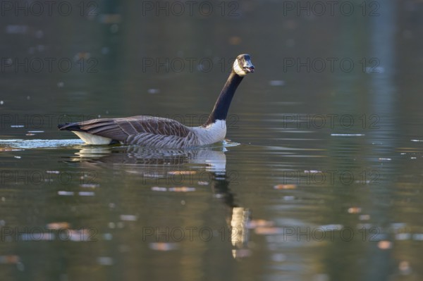 Canada goose (Branta canadensis), single swimming goose calling with calm water in the background, spring, Bavaria, Germany, Europe