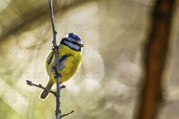 Blue Tit, Cyanistes Caeruleus