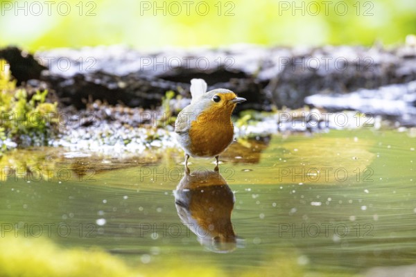 European robin (Erithacus rubecula) bathing Germany