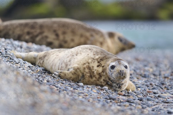 Grey seal (Halichoerus grypus) on the beach, Düne, Helgoland, Schleswig-Holstein, Germany, Europe