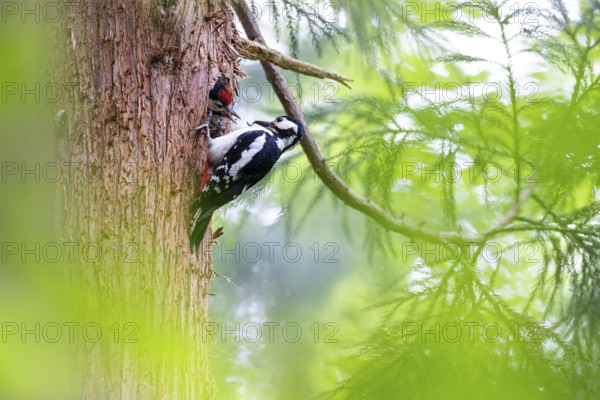 Great spotted woodpecker (Dendrocopos major), female feeds almost fledged young bird in the entrance hole of the breeding cavity, Bad Homburg, Hesse, Germany, Europe