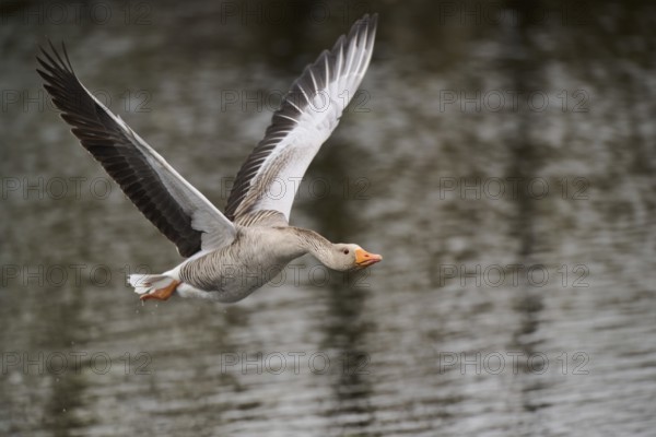 Graylag goose (Anser anser) strats flying from the water, Düne, Helgoland, Schleswig-Holstein, Germany, Europe