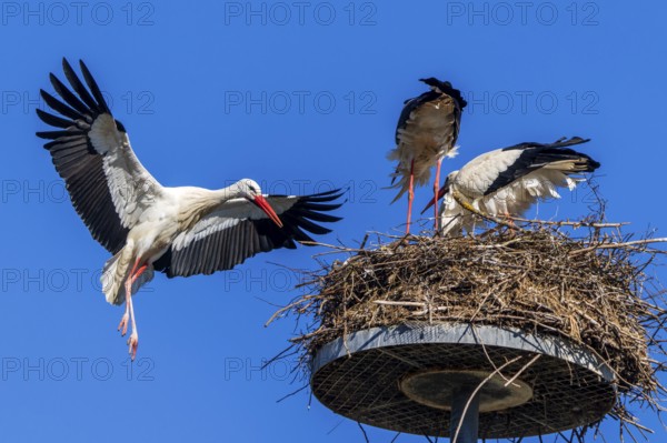 Stork flying to its nest where two other storks are under a blue sky, White Stork (Ciconia ciconia), wildlife, Germany, Europe
