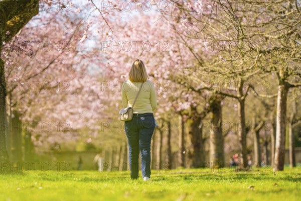 Person walks through avenue of flowering cherry trees lined with pink and greenery, Cherry Blossom Garden, Schwetzingen Palace, Germany, Europe