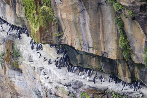 Guillemot (Uria aalge), small colony on a rock band in an overgrown rock face, Thurso, Scotland, Great Britain