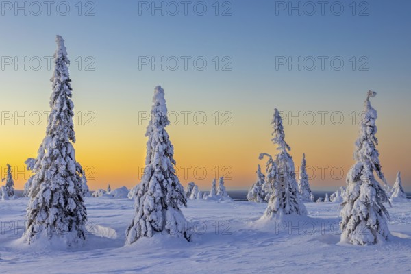 Tykky forest, snow covered spruce trees on the taiga at sunrise in winter, Riisitunturi National Park, Finnish Lapland, Posio, Koillismaa, Finland, Europe