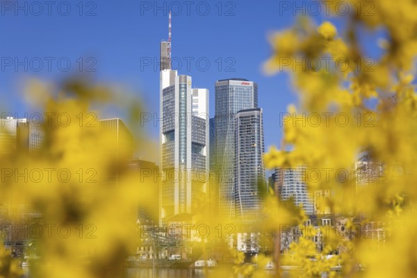 The office towers of Commerzbank and DekaBank in Frankfurt am Main rise into the blue sky, Frankfurt am Main, Hesse, Germany, Europe