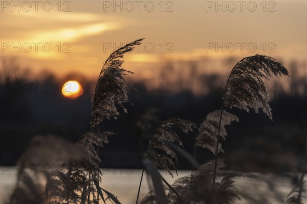Reeds on the lakeshore at sunset with bright orange sky and silhouettes, Germany, Europe