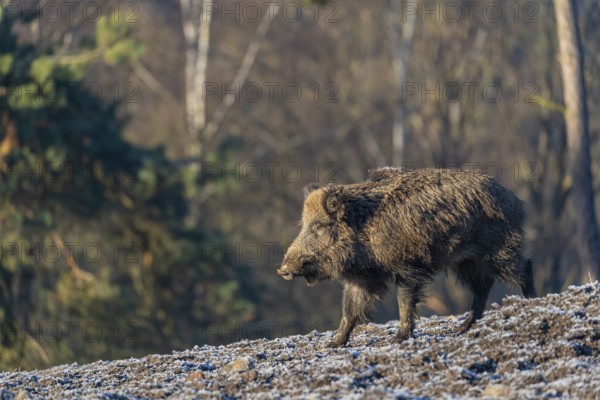 One young wild boar or wild pig (Sus scrofa) searching for food on a hoar frosted opening in early morning light