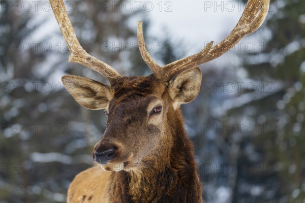 Portrait of a Wapiti stag, Cervus canadensis. A forest in the background