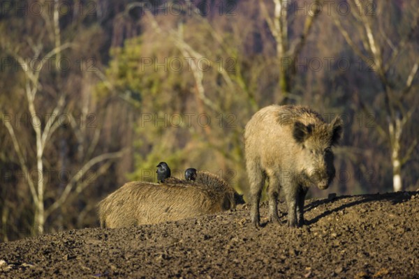Two wild boar or wild pig (Sus scrofa) standing in a clearing. First sweet morning light. Two western jackdaws (Coloeus monedula) standing on one´s boar back