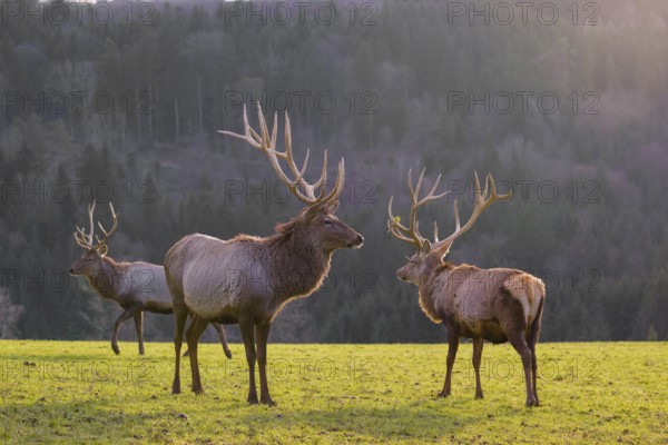 Three Altai maral stags, Altai wapiti or Altai elk (Cervus canadensis sibiricus) stand in a meadow in the late light of the day