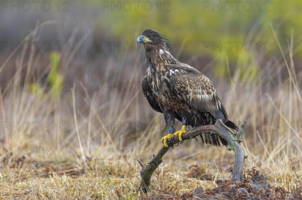 Ringed white-tailed eagle, Eurasian sea eagle, erne (Haliaeetus albicilla) juvenile perched in tree in moorland, heathland in late autumn, winter