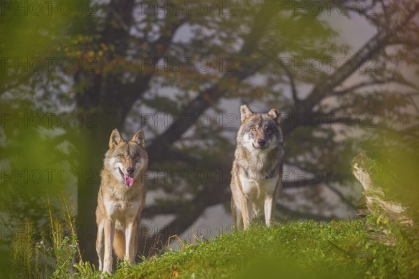 Two Eurasian gray wolves (Canis lupus lupus) stand on a foggy day, framed by leaves, on a hill between rocks and rotting tree trunks