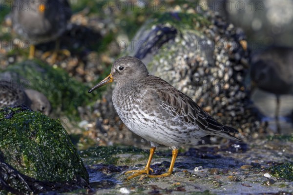 Purple sandpipers (Calidris maritima) in non-breeding plumage foraging among rocks on rocky shore along the North Sea coast in winter