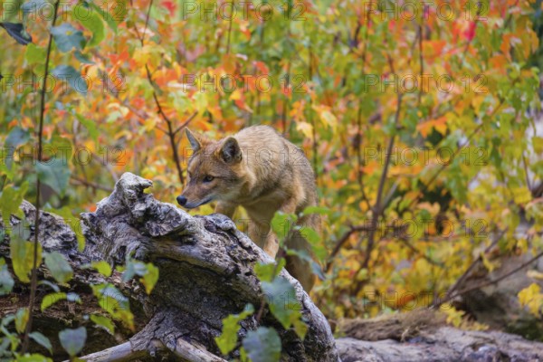 One golden jackal (Canis aureus) stands on a fallen tree trunk. Behind him is a tree in intense autumn colours