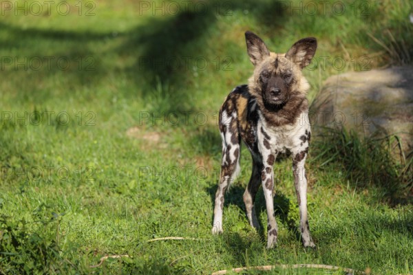 An African Wild Dog, Lycaon pictus, stands on a green meadow in bright sunlight, watching something