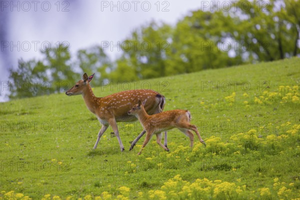 One female Manchurian sika deer or Dybowski's sika deer (Cervus nippon mantchuricus or Cervus nippon dybowskii) runs with her fawn over a meadow on hilly ground