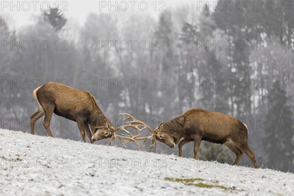Two Red Deer stags (Cervus elaphus) stand on a snowy meadow battling around out of rutting season. A forest is in the distant background