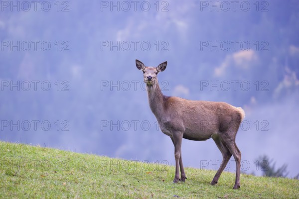 A red deer hind (Cervus elaphus) stands in a meadow on a foggy day